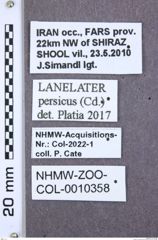 Etikette zu Lanelater persicus (NHMW-ZOO-COL-0010358)